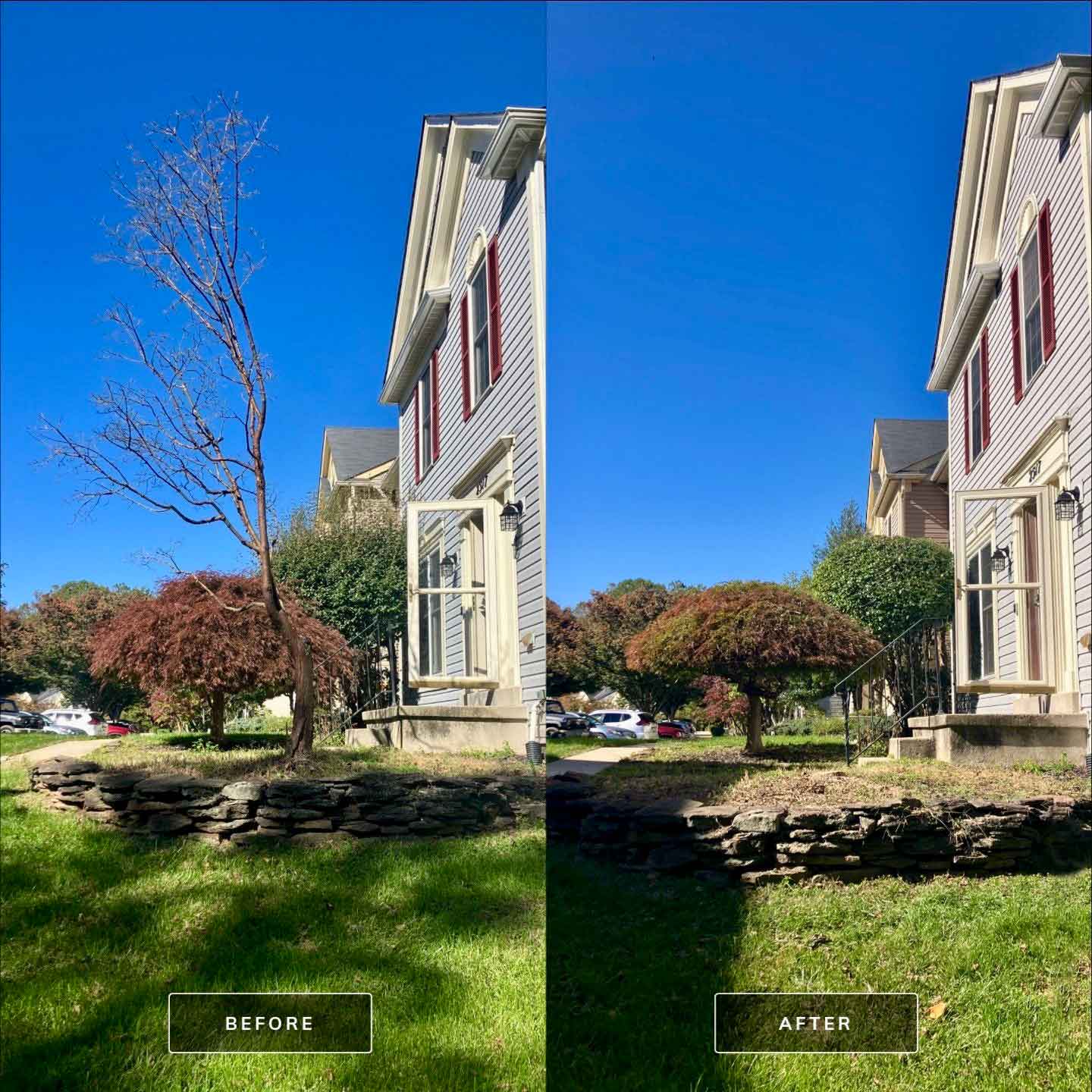 Before/after of precise tree removal
